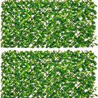 Green Ivy / 2