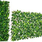 Green Ivy / 1
