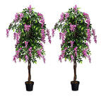 2 Pack / Rosy