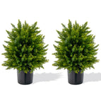 Cedar Tree